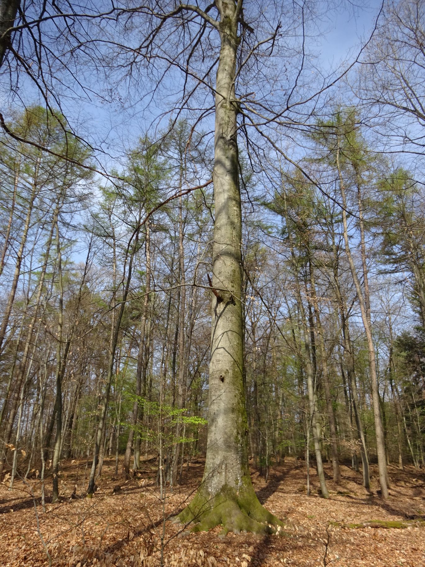 X_Naturtag/Naturtag_04.jpg
