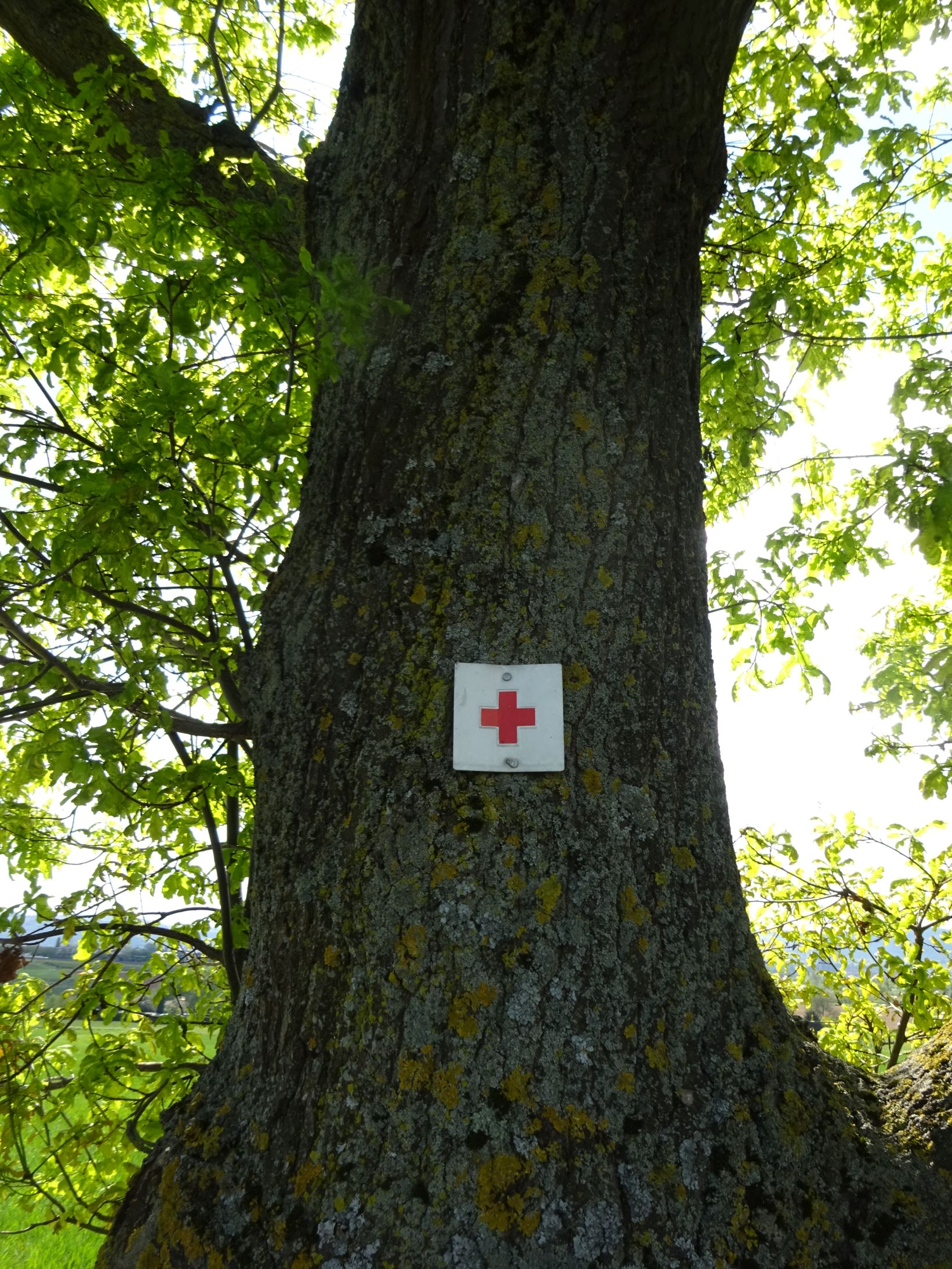 X_Naturtag/Naturtag_13.jpg