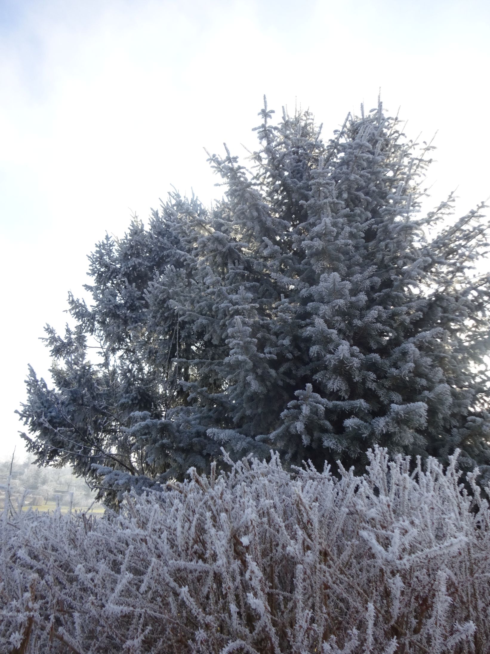 X_Naturtag/Naturtag_22.jpg
